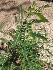 Phyllanthus urinaria