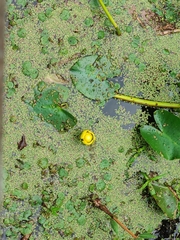 Nuphar lutea