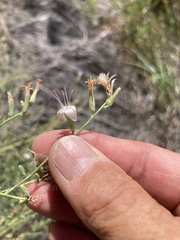 Stephanomeria tenuifolia