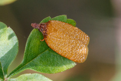 Sparganothis distincta