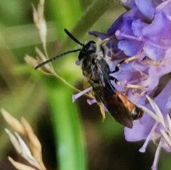 Sphecodogastra