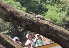 New Guinea Crocodile photo 5