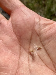 Stephanomeria tenuifolia