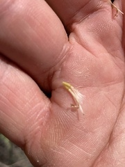 Stephanomeria tenuifolia