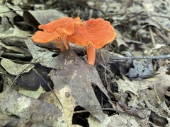 Cantharellus cinnabarinus