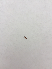 Orchesella flavescens