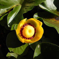 Nuphar polysepala