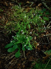 Micranthes petiolaris