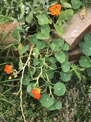 Tropaeolum majus