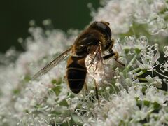Eristalis nemorum