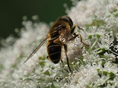 Eristalis nemorum