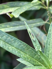 Graphocephala versuta