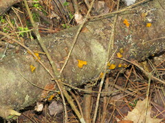 Dacrymycetaceae