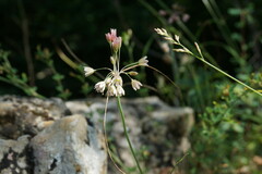 Allium rupestre