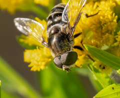 Eristalis dimidiata