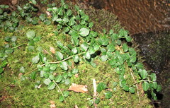 Mitchella repens