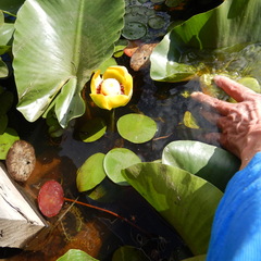Nuphar polysepala