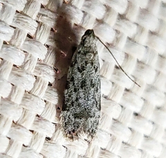 Anacampsis conclusella
