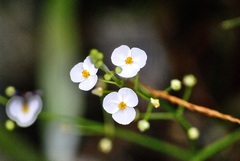 Sagittaria graminea