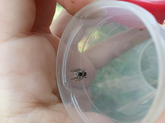 Pellenes tripunctatus