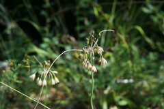 Allium rupestre