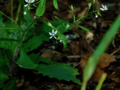 Micranthes petiolaris