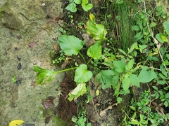 Plantago cordata