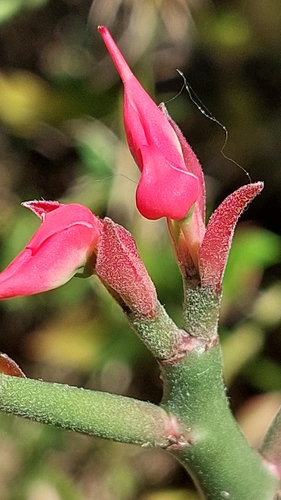 Euphorbia tithymaloides image