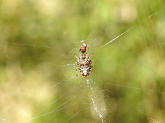 Verrucosa meridionalis