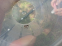 Pellenes tripunctatus