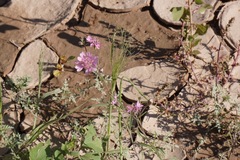 Palafoxia sphacelata