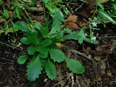 Micranthes petiolaris