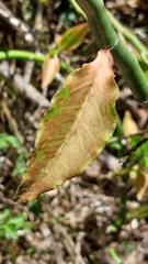 Euphorbia tithymaloides image