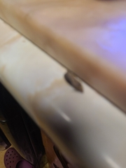 Plodia interpunctella