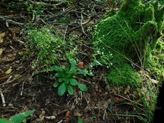 Micranthes petiolaris