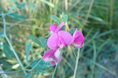 Lathyrus tuberosus