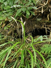 Liriope spicata