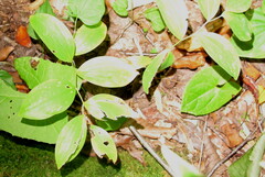 Uvularia sessilifolia