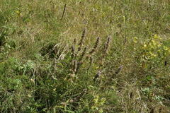 Stachys cretica