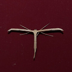 Emmelina monodactyla