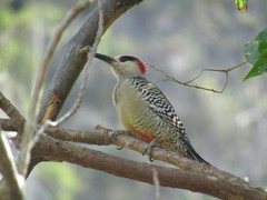 Melanerpes superciliaris