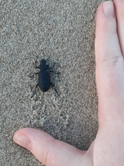 Iphthiminus serratus