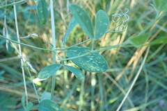 Lathyrus tuberosus