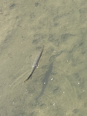 Lepisosteus platostomus