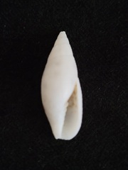Probata barbadensis