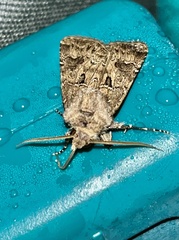 Agrotis bigramma