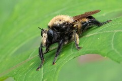 Laphria macquarti
