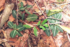 Goodyera pubescens