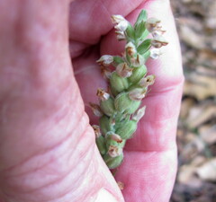 Goodyera pubescens
