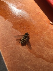 Helophilus fasciatus